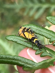 Chauliognathus imperialis