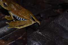 Boana calcarata