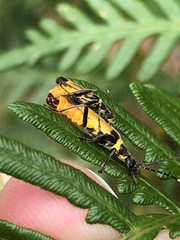 Chauliognathus imperialis