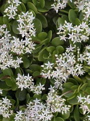 Crassula ovata