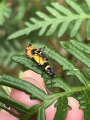 Chauliognathus imperialis