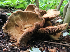 Agrocybe