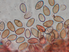 Agrocybe