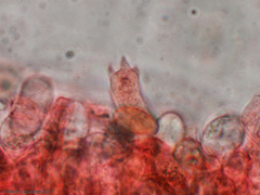 Agrocybe