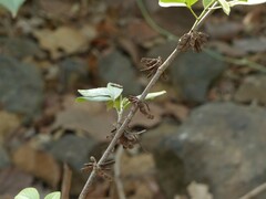 Dendrolobium triangulare