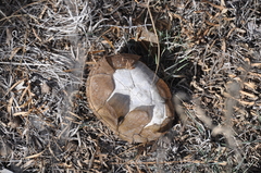 Kinosternon flavescens