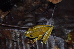 Boana calcarata