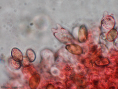 Agrocybe