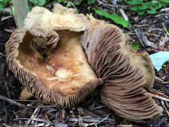 Agrocybe