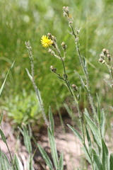 Hieracium scouleri