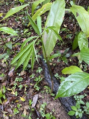 Arisaema heterophyllum
