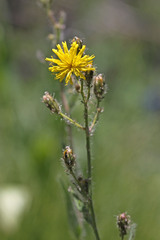 Hieracium scouleri