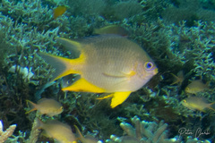 Amblyglyphidodon aureus