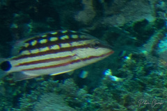 Lutjanus decussatus
