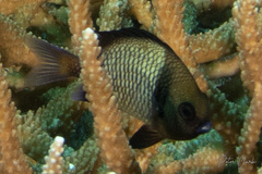 Dascyllus reticulatus