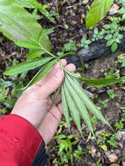 Arisaema heterophyllum
