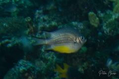 Amblyglyphidodon leucogaster