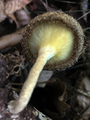 Lentinus