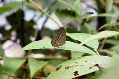 Mycalesis orseis