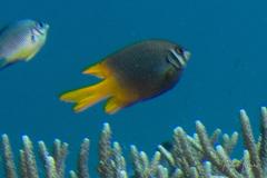 Neoglyphidodon nigroris