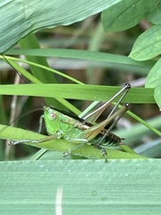 Conocephalus semivittatus