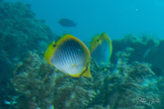 Chaetodon melannotus