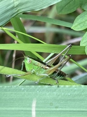 Conocephalus semivittatus