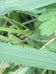Conocephalus semivittatus