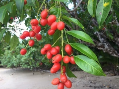 Ganophyllum falcatum