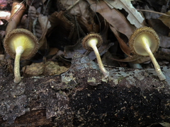 Lentinus