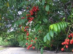 Ganophyllum falcatum