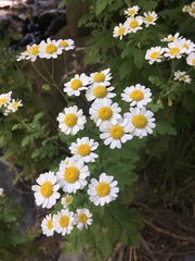 Tanacetum