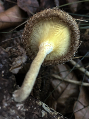 Lentinus