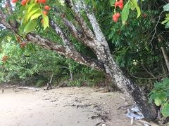 Ganophyllum falcatum