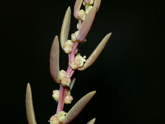 Suaeda novae-zelandiae