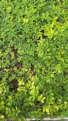 Arachis pintoi