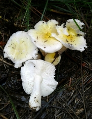 Russula solaris