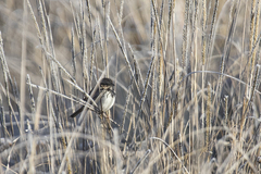 Xenospiza baileyi