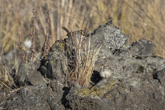 Xenospiza baileyi