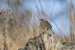 Oriturus superciliosus