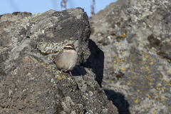 Oriturus superciliosus