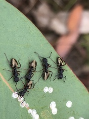 Dolichoderus scabridus