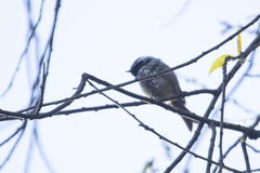 Poecile sclateri