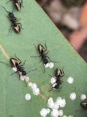 Dolichoderus scabridus