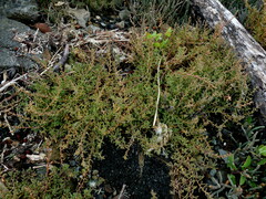 Suaeda novae-zelandiae