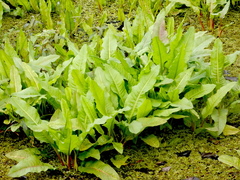 Rumex verticillatus