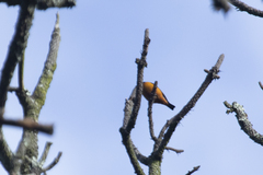 Chlorophonia elegantissima