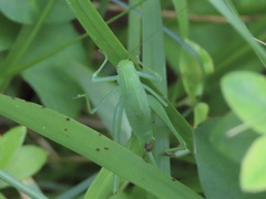 Amblycorypha