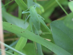 Amblycorypha