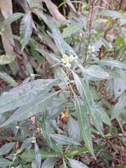 Lepidagathis formosensis
